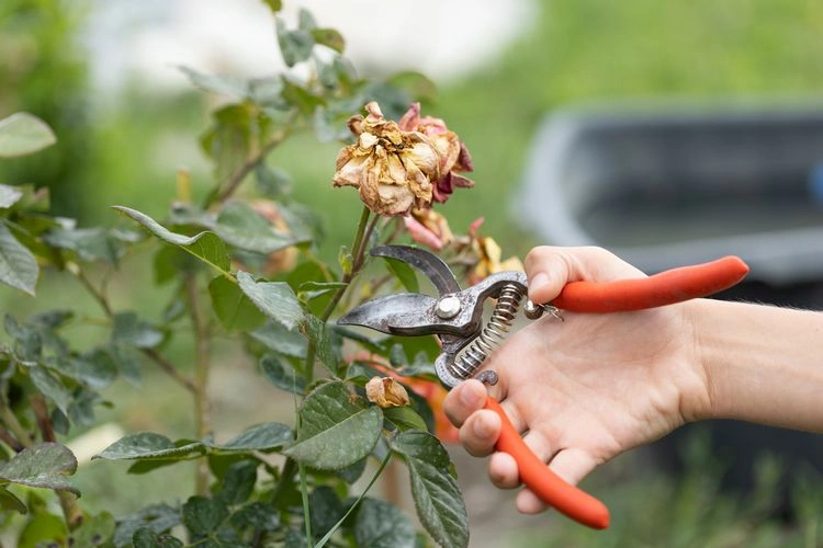 welche rosen im august schneiden