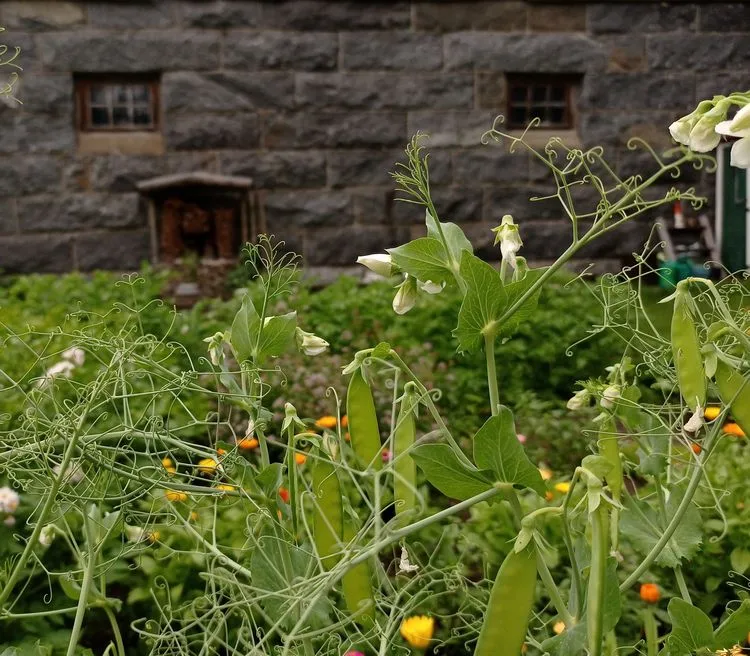 welches gemüse kann man im spätsommer anbauen