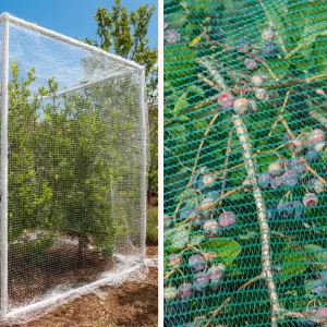 wie kann man blaubeersträucher vor vögeln schützen