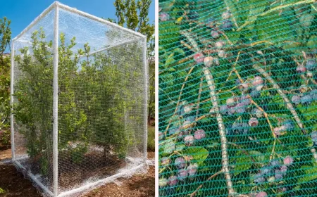 wie kann man blaubeersträucher vor vögeln schützen