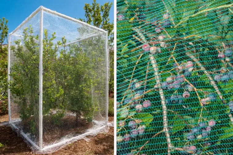 wie kann man blaubeersträucher vor vögeln schützen