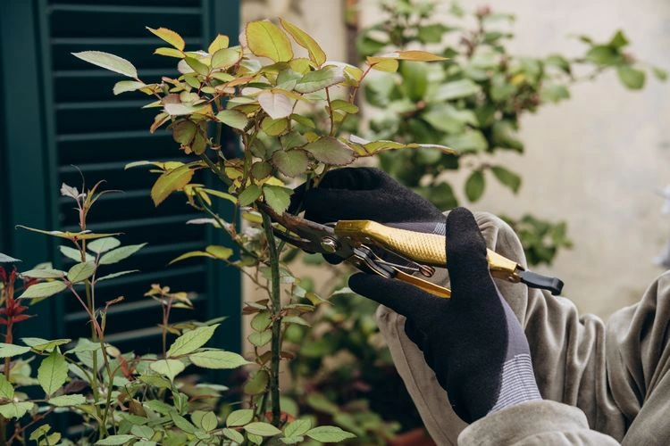 wie man rosen im sommer richtig schneidet