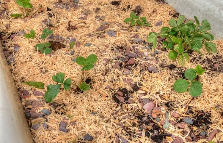 wie man seine immertragenden erdbeeren richtig pflegt