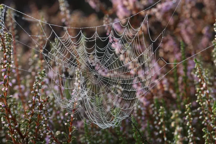 Wie Sie Spinnen auf Heidekraut loswerden - Sie können sie umsiedeln