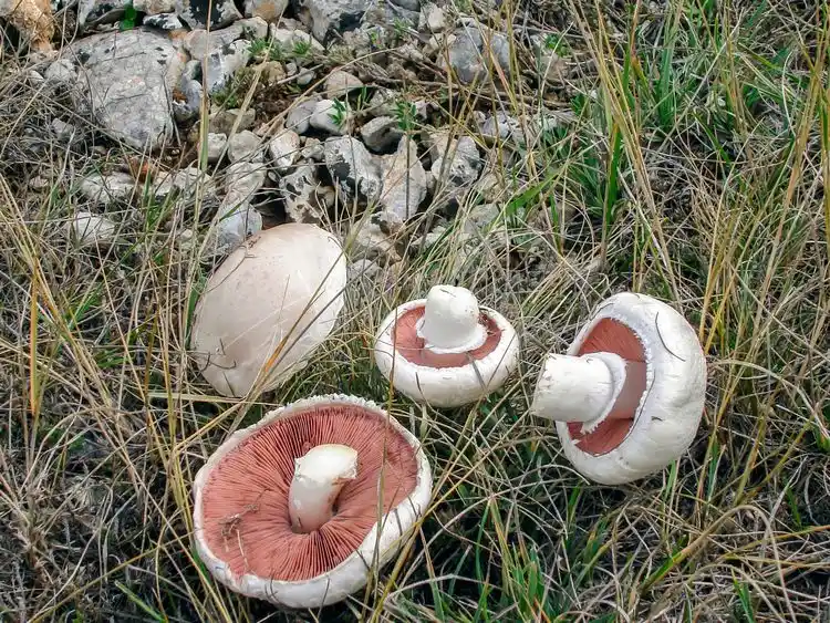 wiesen champignon (agaricus campestris)