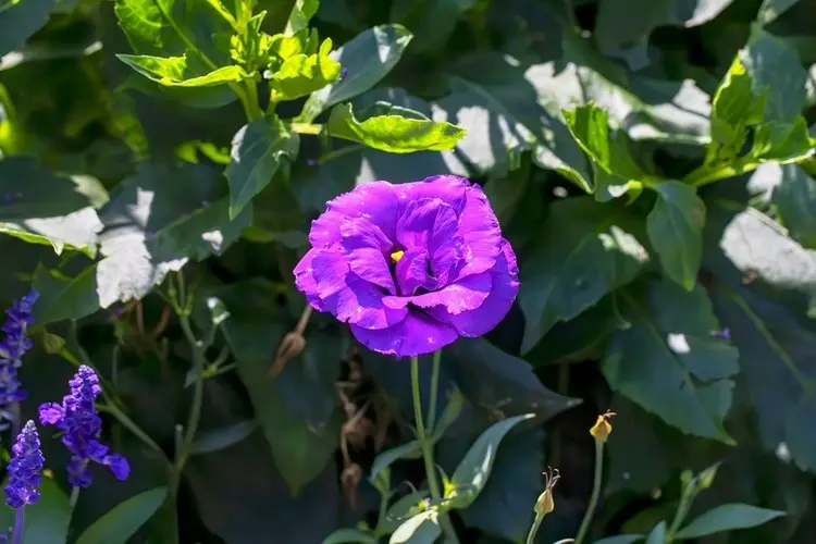 Zur saisonalen Beetbepflanzung kann man auch in Deutschland Eustoma für den Garten wählen
