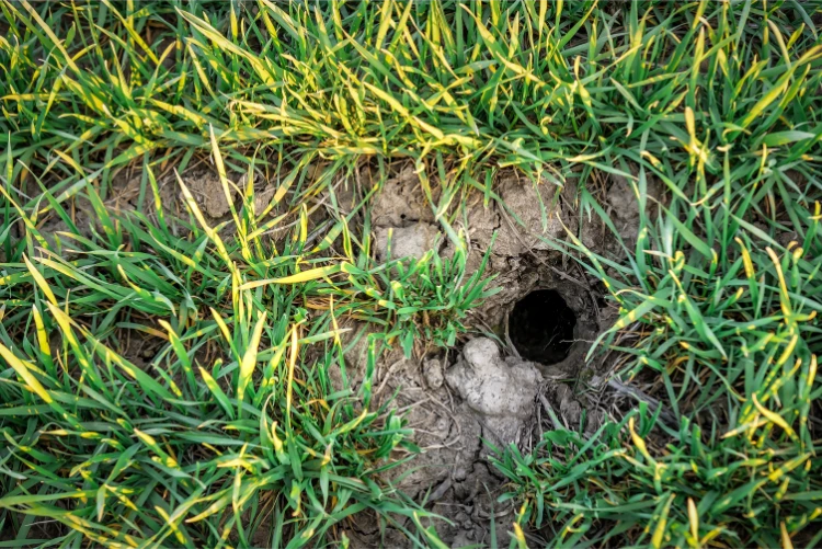 5 cm großes loch in der mitte der grünen wiese