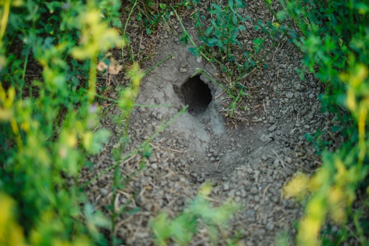 5 cm mausloch im boden