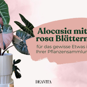 Alocasia-Arten mit rosa Blättern - So pflegen Sie sie richtig