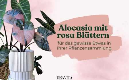 Alocasia-Arten mit rosa Blättern - So pflegen Sie sie richtig