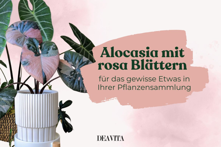Alocasia-Arten mit rosa Blättern - So pflegen Sie sie richtig