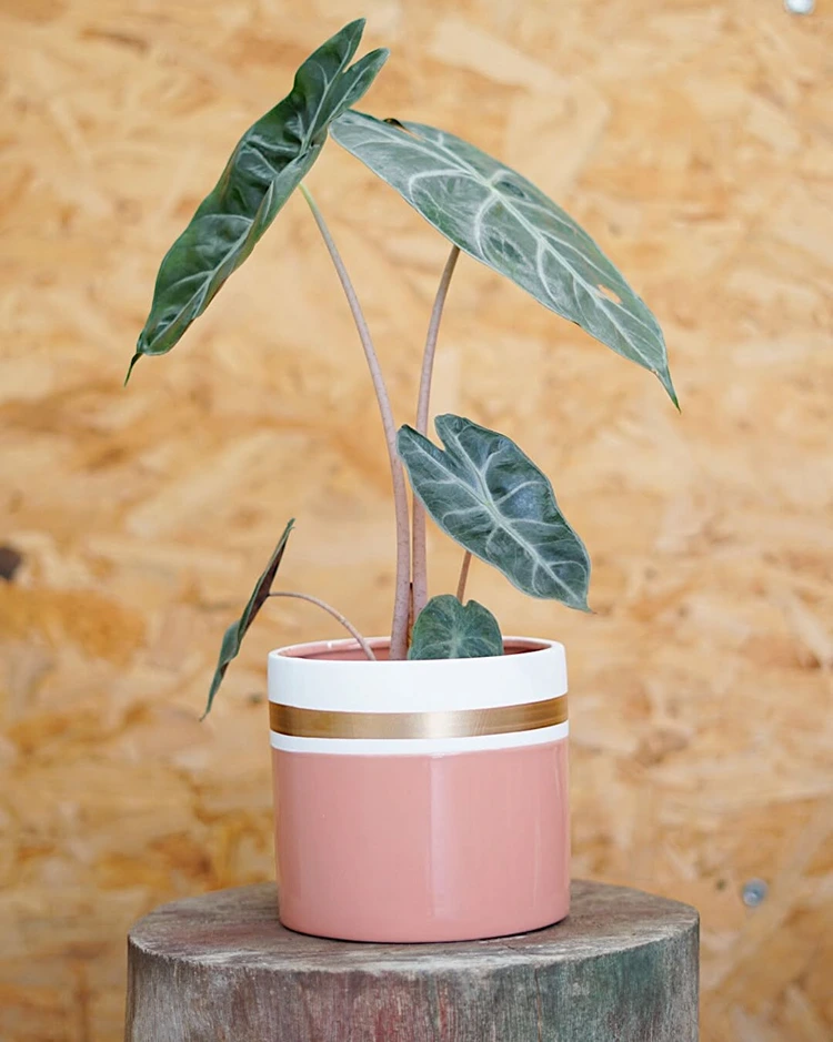 Alocasia 'Pink Dragon' besitzt rosa Stiele