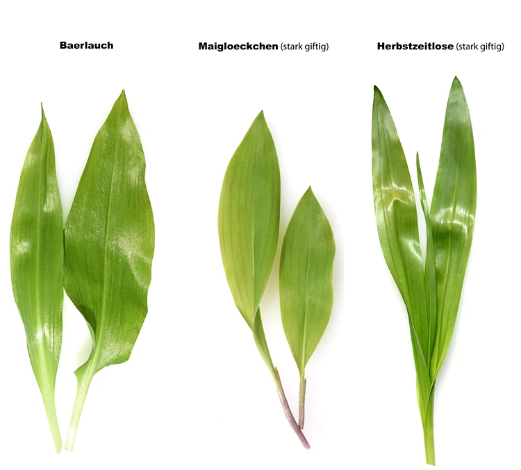 blättervergleich bärlauch, maiglöckchen und herbstzeitlose