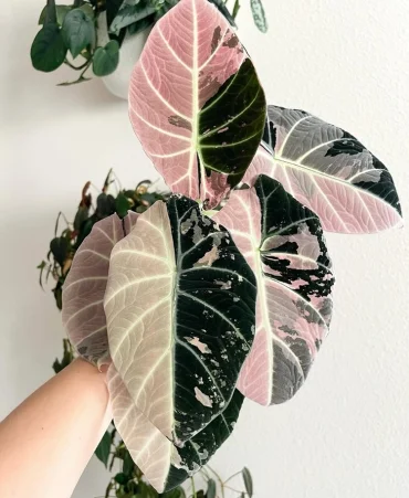 Blattschmuckpflanze mit hellen Adern und rosafarbenen Flecken