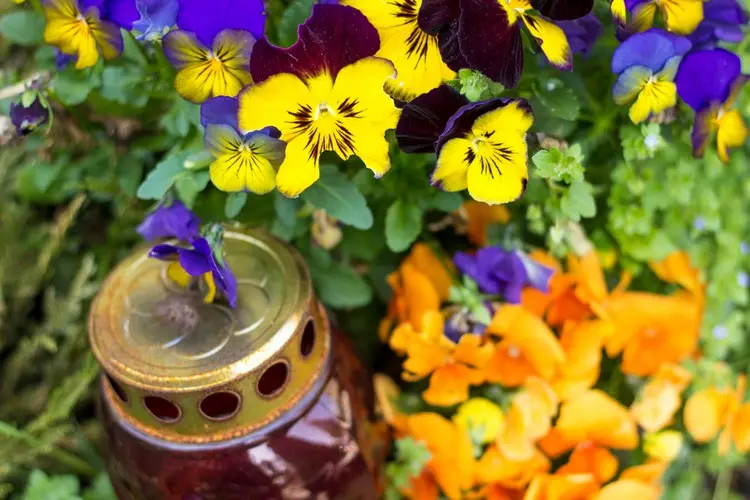 Blaugelbe und gelbviolette Stiefmütterchenblüten und orange Veilchen