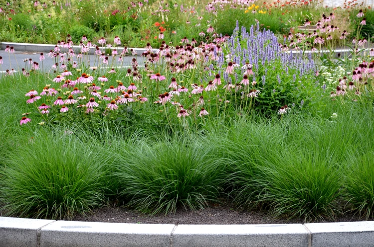 blumenbeet kombination sonnenhut und ziergräser