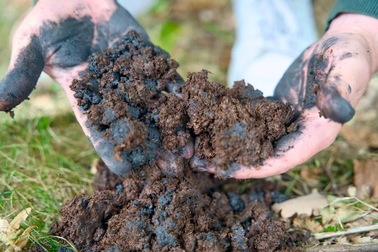 Bodenpflege mit Pflanzenkohle leicht gemacht 