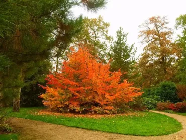Botanischer Garten im Herbst besuchen - Parc Floral de Paris