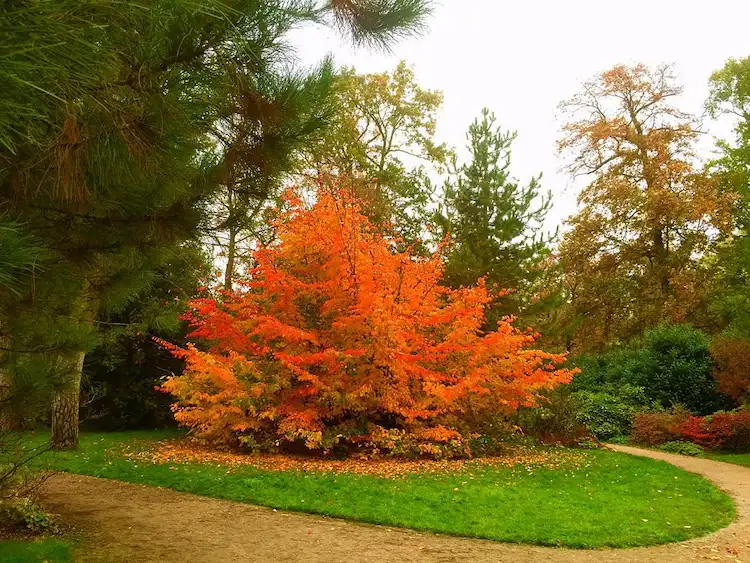 Botanischer Garten im Herbst besuchen - Parc Floral de Paris