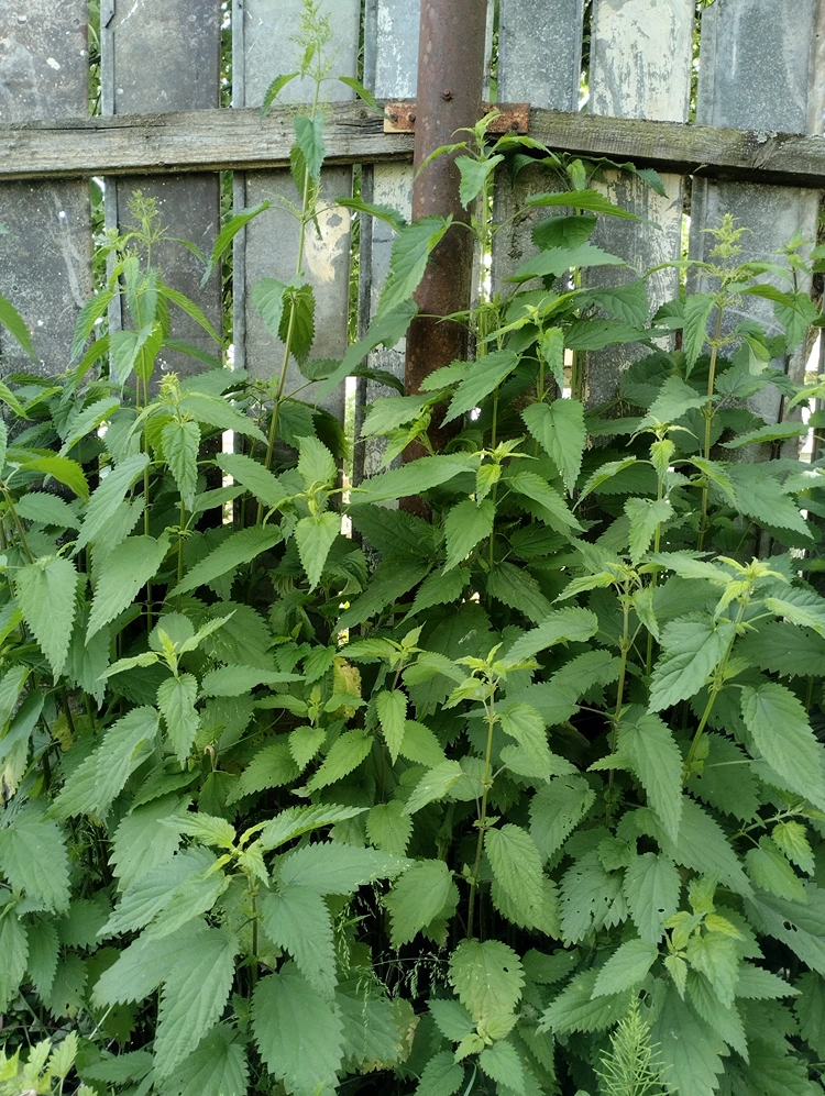 brennnesseln am zaun als hinweis auf bodenqualität