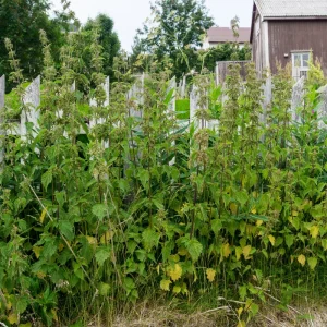 brennnesseln am zaun das verraten sie über ihr grundstück