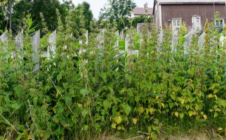 brennnesseln am zaun das verraten sie über ihr grundstück