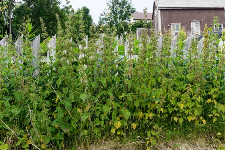brennnesseln am zaun das verraten sie über ihr grundstück