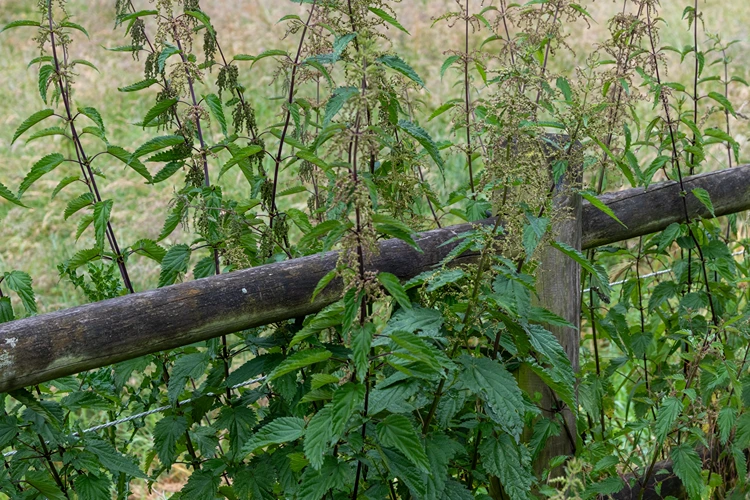 brennnesseln indikatorenpflanzen wervolle hinweise über grundstück
