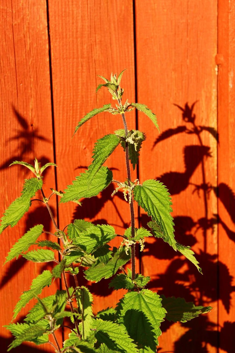 brennnesseln wachsen am liebsten in halbschattigen lagen