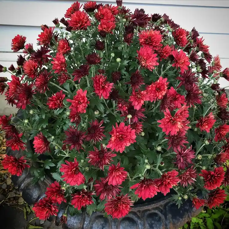 Burgunderrote Chrysanthemen-Sorten für den Herbst