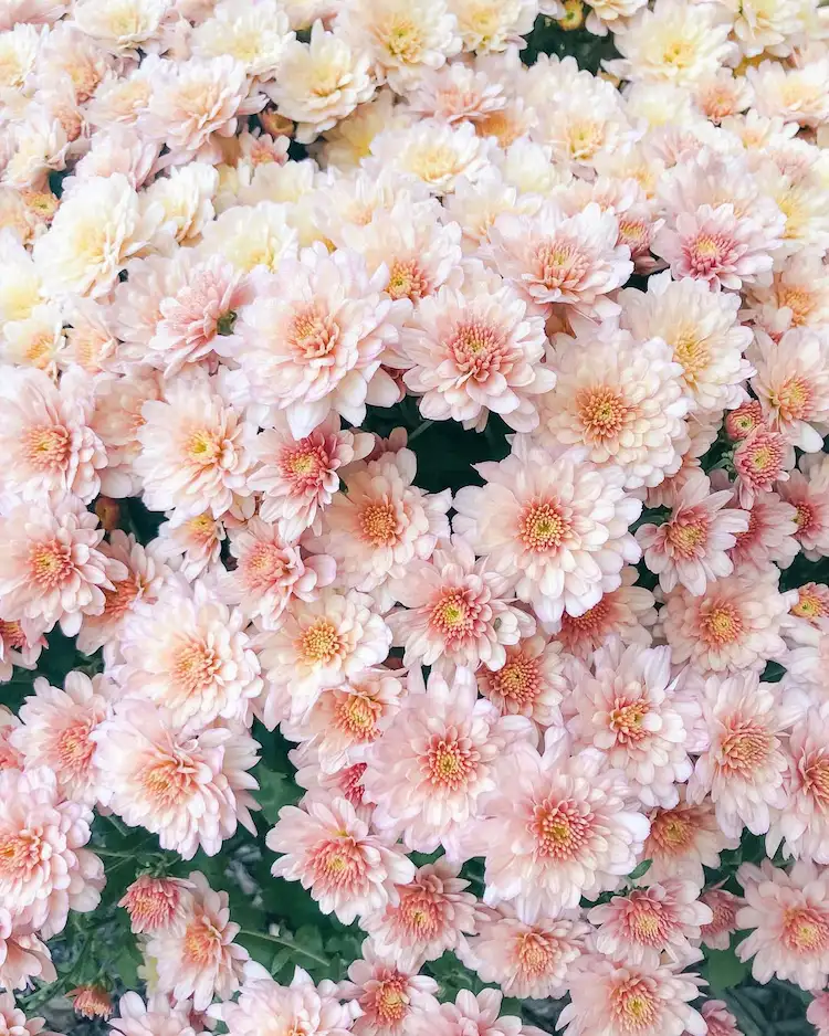 Chrysanthemen in Lachs Farbe - Sorte Chelsea Coral