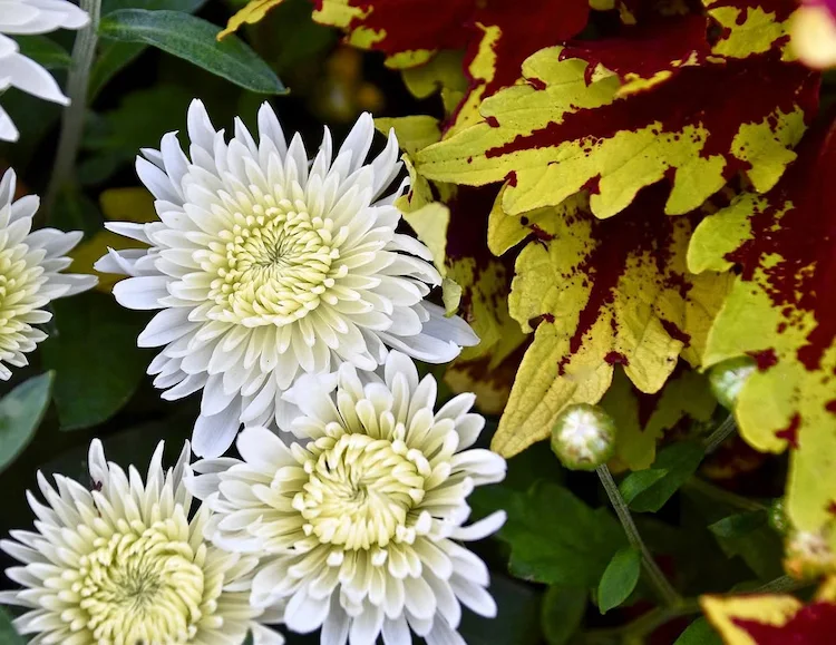 Creme Chrysanthemen für den Balkongarten