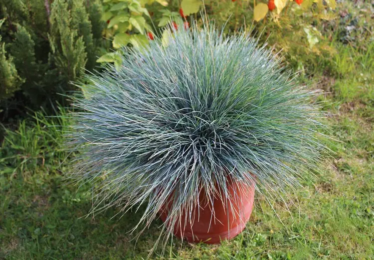 Das Blaugras (Festuca gautieri) besitzt eine blaugrüne Farbe
