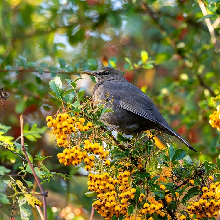 Der Feuerdorn als Hecke bietet Unterschlupf und Nahrung für Insekten und Vögel