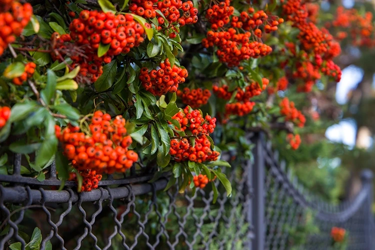 Die Beeren sind schwach giftig, aber für Vögel optimal