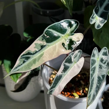 Die Farbe ist meist sehr blass und metallisch