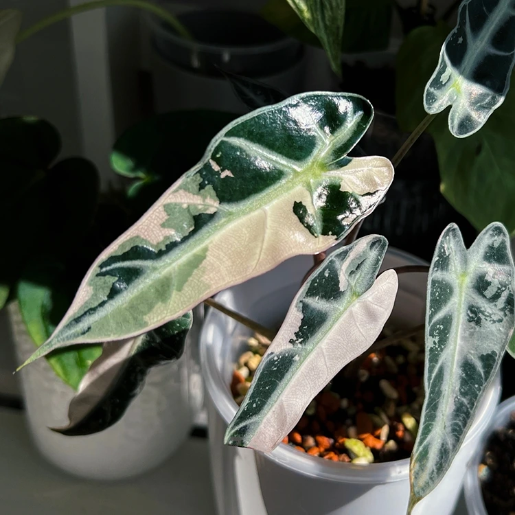 Die Farbe ist meist sehr blass und metallisch