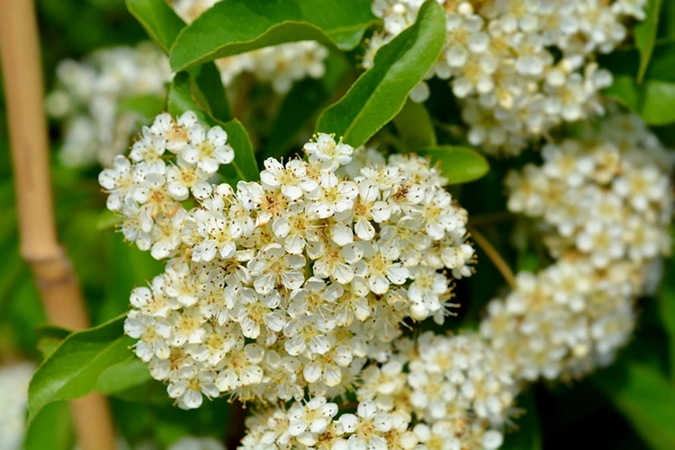 Die Heckenpflanze blüht im Sommer üppig in Weiß