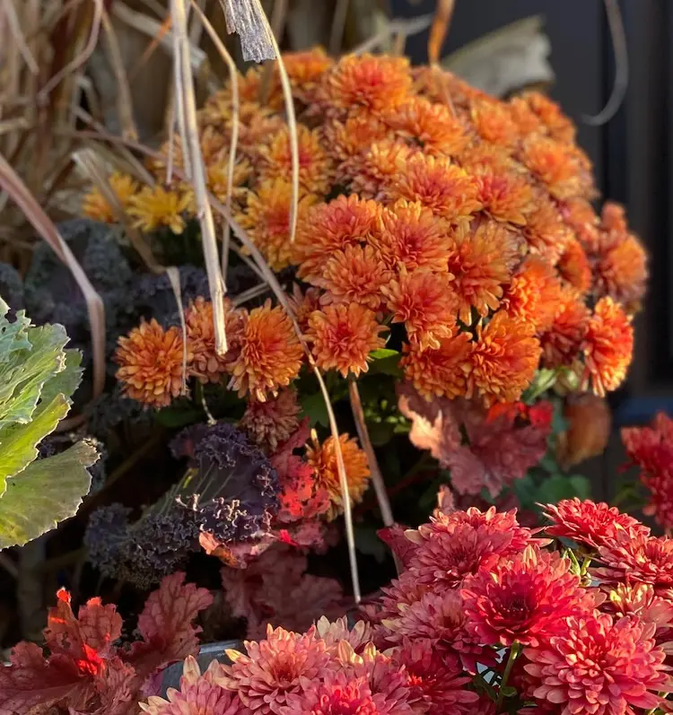 Die schönsten Farben für Chrysanthemen im Herbst - Wanda Bronze
