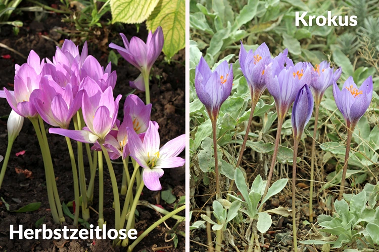 direkter vergleich herbstzeitlose (links) und krokus (rechts)