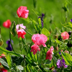 duftende Patterbse im Garten säen im September