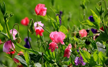 duftende Patterbse im Garten säen im September