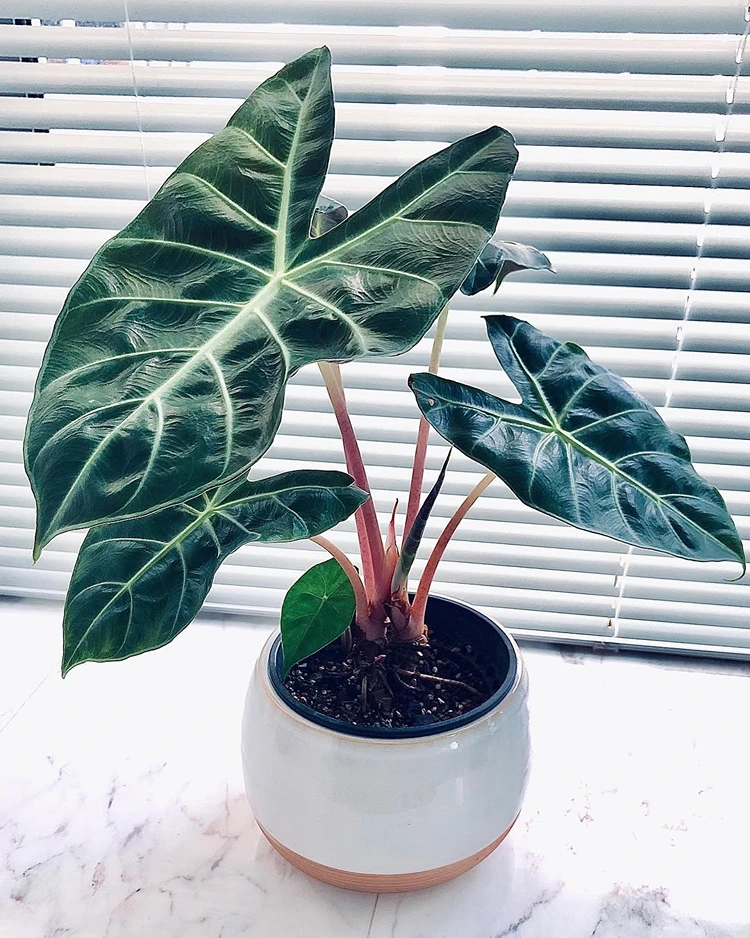 Dunkelgrüne, ledrige Blätter mit hellen Blattadern