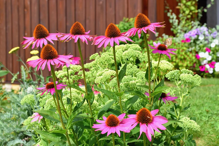 echinacea sonnenhut kombination im beet mit sedum