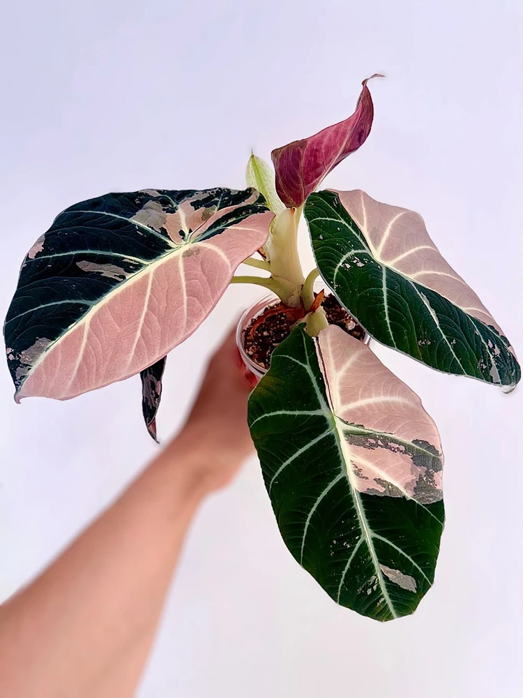 Exotische Zimmerpflanze mit farbigen Blättern