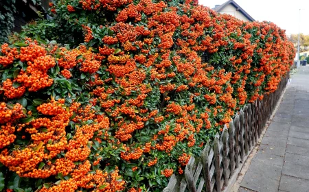 Feuerdorn als Hecke - So einfach ist die Pflege der Pflanze
