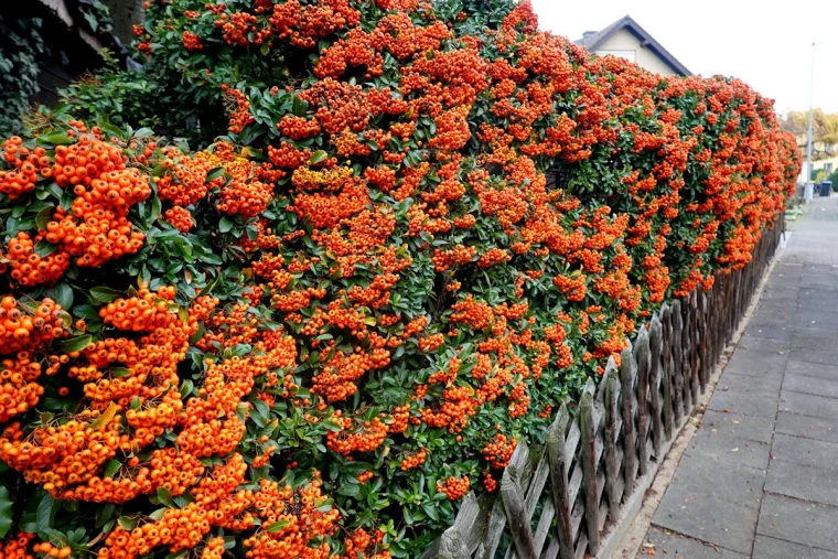 Feuerdorn als Hecke - So einfach ist die Pflege der Pflanze