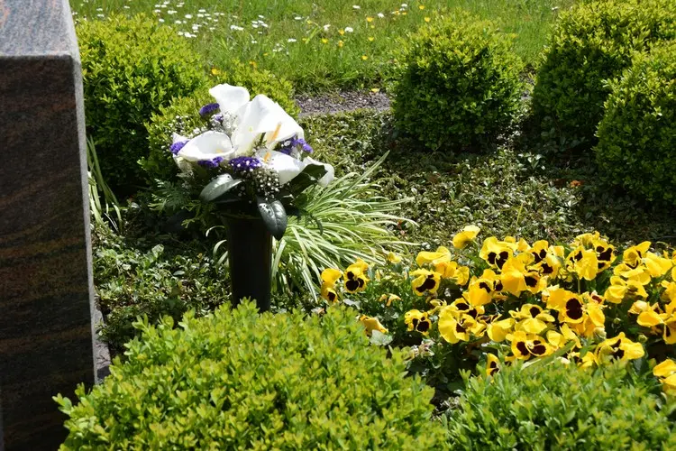Frühlingsgrab mit gelben Blumen, Segge und Buchsbaum