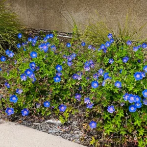 geranium rozanne kombinieren beispiele partner