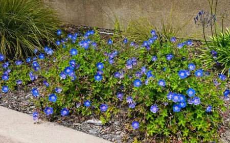 geranium rozanne kombinieren beispiele partner